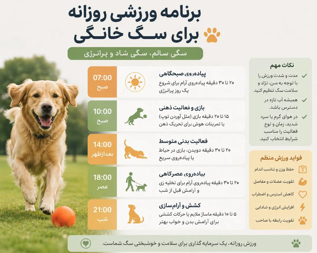 برنامه ورزشی روزانه برای سگ خانگی